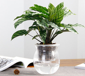 宁波江北花木出租服务好